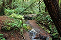 Butano Redwoods State Park - November 15, 2008