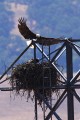 Bald Eagle (Haliaeetus leucocephalus)
