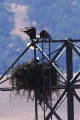 Bald Eagle (Haliaeetus leucocephalus)