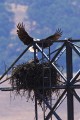 Bald Eagle (Haliaeetus leucocephalus)