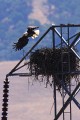 Bald Eagle (Haliaeetus leucocephalus)