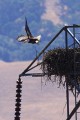 Bald Eagle (Haliaeetus leucocephalus)