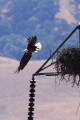 Bald Eagle (Haliaeetus leucocephalus)