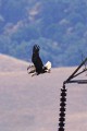 Bald Eagle (Haliaeetus leucocephalus)