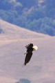Bald Eagle (Haliaeetus leucocephalus)