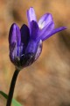 Blue dicks (Dichelostemma capitatum ssp. capitatum)