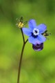 Hounds Tongue (Cynoglossum grande)