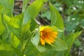 Mule's Ears (Wyethia amplexicaulis)