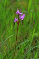 Shooting Star (Dodecatheon clevelandii)