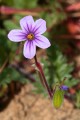 Storksbill (Erodium botrys)