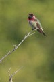 Annas Hummingbird (Calypte anna)