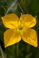 Unknown flower