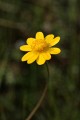 California Buttercup (Ranunculus californicus)