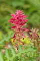 Indian Warrior (Pedicularis densiflora)