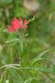 Indian Paintbrush (Castilleja affinis)