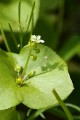 Miner's Lettuce (Claytonia perfoliata)