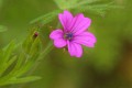 Cutleaf Geranium (Geranium dissectum)