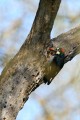 Acorn Woodpecker (Melanerpes formicivorus)