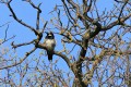 Acorn Woodpecker (Melanerpes formicivorus)