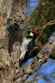 Acorn Woodpecker (Melanerpes formicivorus)