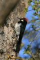 Acorn Woodpecker (Melanerpes formicivorus)