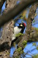 Acorn Woodpecker (Melanerpes formicivorus)