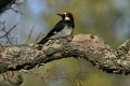 Acorn Woodpecker (Melanerpes formicivorus)