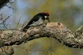 Acorn Woodpecker (Melanerpes formicivorus)