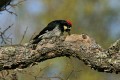 Acorn Woodpecker (Melanerpes formicivorus)