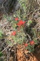 Woolly Indian Paintbrush (Castilleja foliolosa)