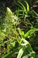 Star Zygadene (Zigadenus fremontii)