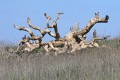 Fallen oak