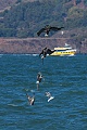 Pelican diving for dinner