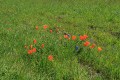 Poppies and Lupine