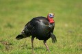 Wild Turkeys (Meleagris gallopavo)