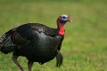 Wild Turkeys (Meleagris gallopavo)