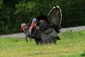 Wild Turkeys (Meleagris gallopavo)