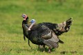 Wild Turkeys (Meleagris gallopavo)