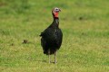 Wild Turkeys (Meleagris gallopavo)