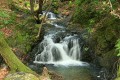 Uvas Canyon County Park - March 1, 2008