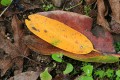 Fallen leaf