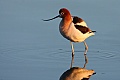 American avocet (Recurvirostra americana)