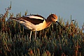American avocet (Recurvirostra americana)