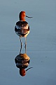 American avocet (Recurvirostra americana)