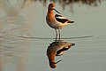 American avocet (Recurvirostra americana)