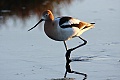 American avocet (Recurvirostra americana)