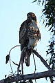 Red-tailed Hawk (Buteo jamaicensis)