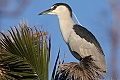 Black-crowned night-heron (Nycticorax nycticorax)