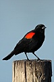 Red-winged Blackbird (Agelaius phoeniceus)
