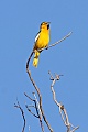 Bullock's Oriole (Icterus bullockii)